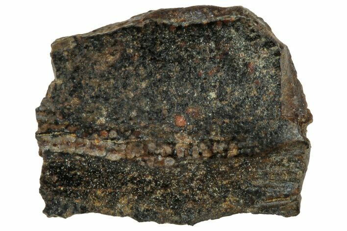 Bargain, Fossil Dinosaur (Triceratops) Partial Tooth - Montana #312592